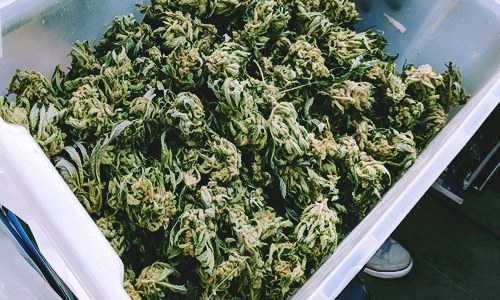 AgraFlora inks deal with Vendure Genetics, buys 184 cannabis varieties